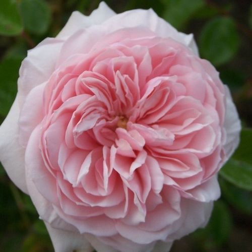 E-commerce, vendita, rose, in, vaso rose climber - rosa - Rosa Awakening™ - rosa intensamente profumata - Jan Böhm - ,-